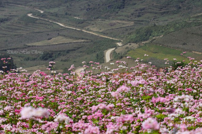 H&agrave; Giang, tam gi&aacute;c mạch, m&ugrave;a hoa