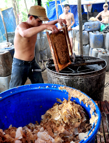 C&ocirc;ng nh&acirc;n đưa cầu ong đến khu vực quay ly t&acirc;m để thu hồi mật. Kh&oacute; khăn nhất của nghề di cư đ&agrave;n ong l&agrave; gặp thời tiết xấu, mưa b&atilde;o k&eacute;o d&agrave;i l&agrave;m giảm sản lượng mật. Ở một số v&ugrave;ng miền, người d&acirc;n địa phương hiểu sai khi cho rằng việc ong đi t&igrave;m mật ảnh hưởng m&ugrave;a m&agrave;ng, dẫn đến cản trở, thậm ch&iacute; quậy ph&aacute;. M&igrave;nh phải mất nhiều thời gian chứng minh, thuyết phục họ mới tạo điều kiện cho thu&ecirc; rẫy để đặt th&ugrave;ng ong, dựng l&aacute;n trại - anh T&acirc;m chia sẻ.
