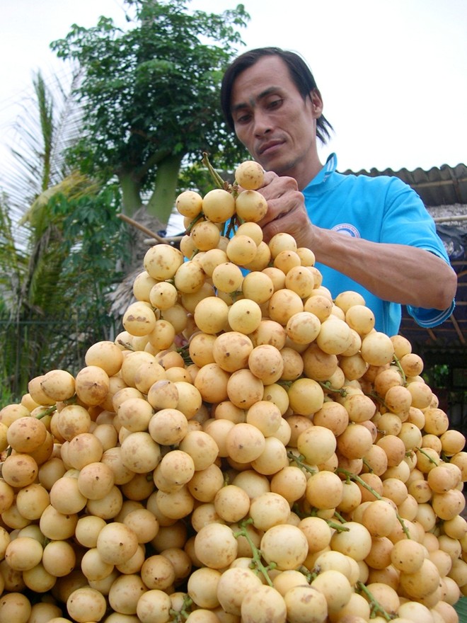 Ri&ecirc;ng d&acirc;u b&ograve;n bon gi&aacute; thu mua tại vườn từ 6.000 đến 7.000 đồng/kg, nếu b&aacute;n ở chợ hoặc si&ecirc;u thị khoảng 9.000 đồng/kg.