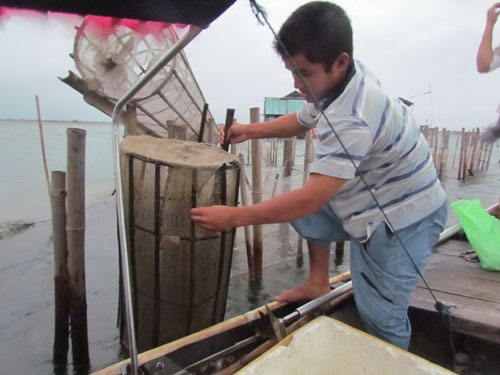 Gỡ đó bắt tôm cá trên đầm