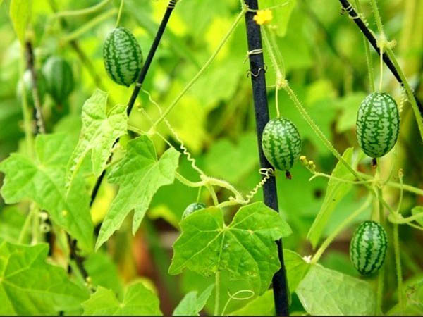 Dưa hấu t&iacute; hon c&oacute; k&iacute;ch thước nhỏ như ng&oacute;n tay thuộc họ d&acirc;y leo, t&ecirc;n khoa học l&agrave; Melothria scabra.