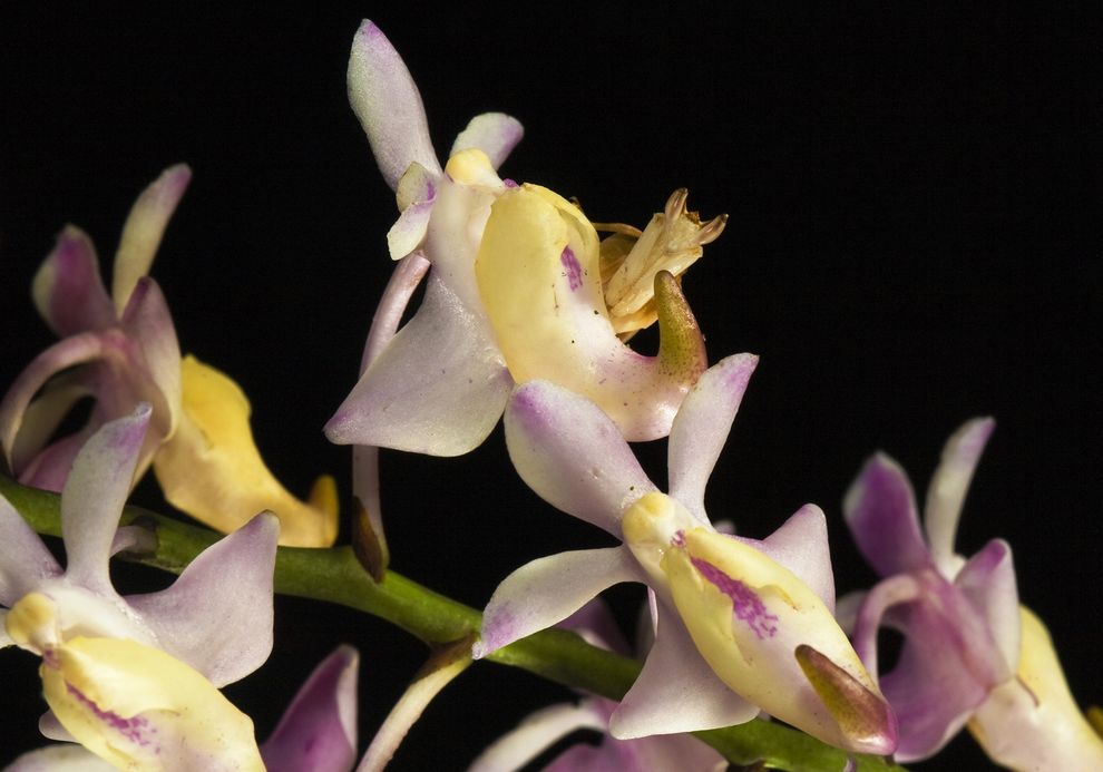 Bọ ngựa phong lan Hymenopus coronatus bắt chước hoa để dụ dỗ con mồi. 4 chiếc chân của nó trông không khác nào những cánh hoa.