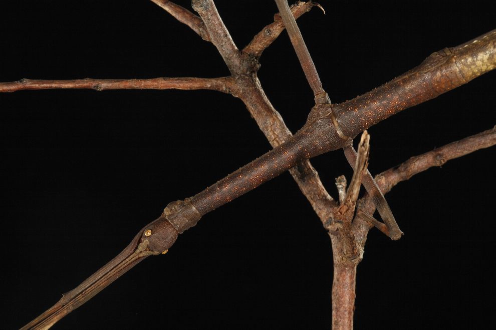 Bọ cây Lonchodes sp. tự bảo vệ bản thân bằng vẻ ngoài không khác nào một cành cây nhỏ. Để thêm phần thuyết phục, nó cũng di chuyển rất chậm, bắt chước những cành cây đung đưa trong gió.