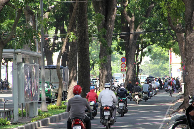 Theo phương &aacute;n thiết kế cầu Thủ Thi&ecirc;m 2 (nối quận 1 với quận 2) đ&atilde; được UBND TP thống nhất, dự &aacute;n c&oacute; 272 c&acirc;y xanh bị ảnh hưởng. Rất nhiều c&acirc;y cổ thụ trong số đ&oacute; sẽ bị đốn hạ v&igrave; kh&ocirc;ng c&oacute; khả năng di dời