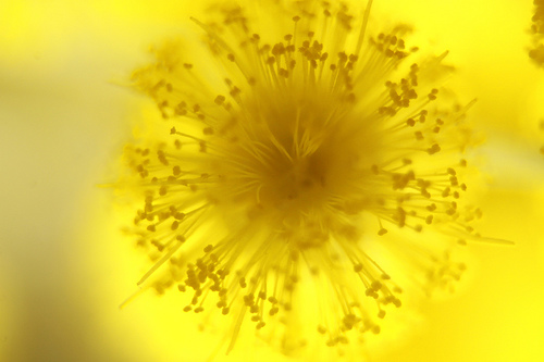 Mimosa - mặt trời nhỏ của tôi