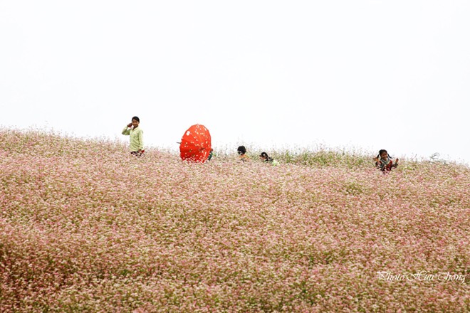 H&agrave; Giang, tam gi&aacute;c mạch, m&ugrave;a hoa