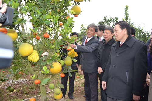 Tỉ phú nông nghiệp công nghệ cao (*): Làm giàu từ cây ngũ quả