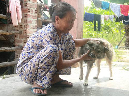 Người d&acirc;n Ph&uacute; Dương nu&ocirc;i ch&oacute; nhưng chẳng bao giờ giết thịt ăn Ảnh: TRẦN THƯỜNG