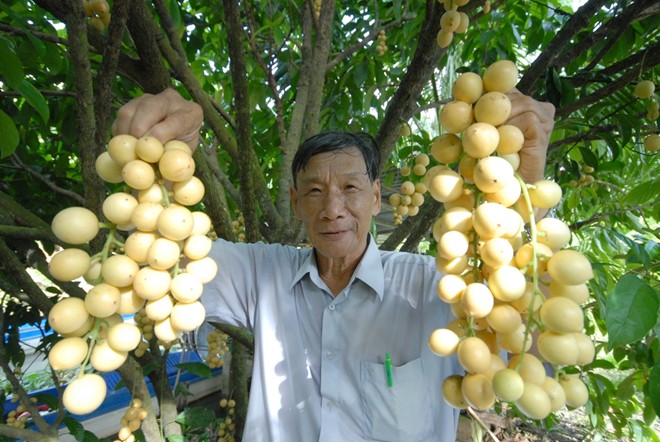 Ngo&agrave;i đưa đi c&aacute;c nơi ti&ecirc;u thụ, n&ocirc;ng d&acirc;n ở đ&acirc;y thường cho kh&aacute;ch du lịch tham quan, h&aacute;i tr&aacute;i tại vườn. Chi ph&iacute; cho một người ăn thỏa th&iacute;ch chỉ 80.000 đến 100.000 đồng.