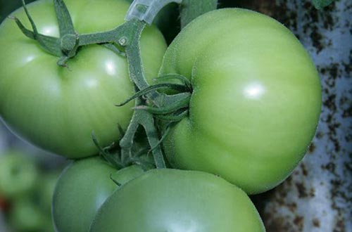 Cơ thể khỏe hơn nhờ cà chua xanh