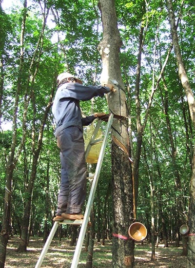 Gi&aacute; mủ cao su giảm mạnh, n&ocirc;ng d&acirc;n kh&ocirc;ng c&oacute; l&atilde;i 