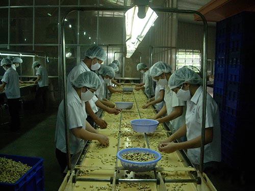 Điều rang muối  kéo nhau đi Trung Quốc