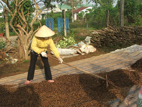 Cần nhanh chóng thay mới diện tích cà phê già cỗi