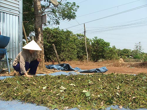 Xuất khẩu hồ tiêu tăng mạnh