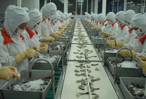 Tôm chân trắng trở thành  hàng xuất khẩu chủ lực