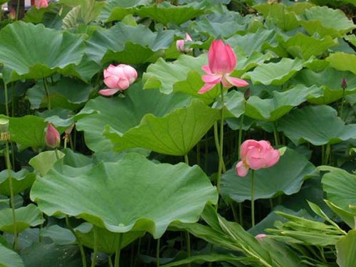 Tác dụng của lá sen