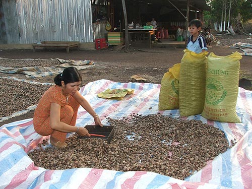 Ngành điều đang gặp khó khăn