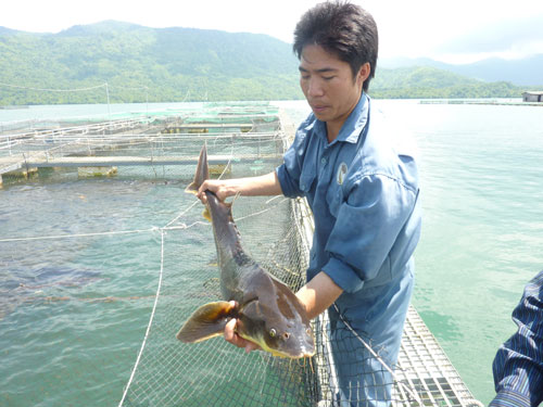 Sản lượng thủy sản tăng