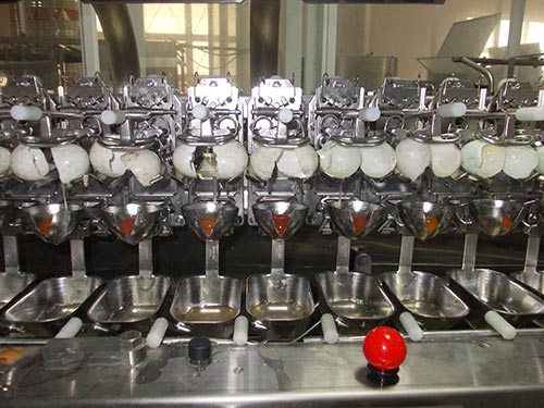 Một trong những c&ocirc;ng đoạn sản xuất trứng muối nguy&ecirc;n liệu