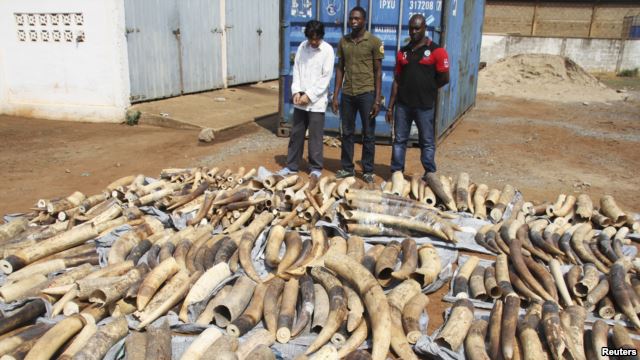 Togo bắt người Việt buôn lậu gần 4 tấn ngà voi