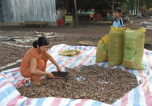 Biến đổi khí hậu thách thức ngành nông nghiệp