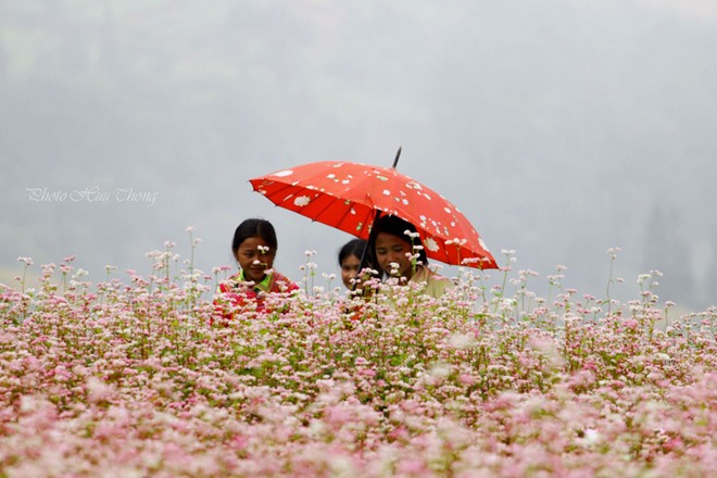 H&agrave; Giang, tam gi&aacute;c mạch, m&ugrave;a hoa