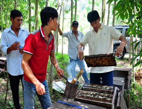 C&aacute;c thương l&aacute;i đến kiểm tra nguồn mật thi&ecirc;n nhi&ecirc;n ở một  trang trại ong tại rẫy keo l&aacute; tr&agrave;m của người d&acirc;n x&atilde; H&agrave;nh T&iacute;n Đ&ocirc;ng, huyện Nghĩa H&agrave;nh.