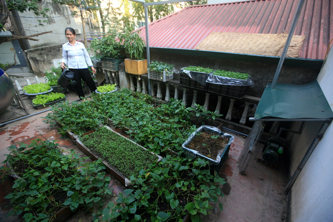 D&ugrave; t&iacute;nh to&aacute;n kỹ nhưng việc trồng trọt của &ocirc;ng Thư l&uacute;c đầu cũng c&oacute; ch&uacute;t kh&oacute; khăn. Trước đ&acirc;y, &ocirc;ng trồng rau muống, loại rau quen thuộc v&agrave; được y&ecirc;u th&iacute;ch nhất của người Việt Nam. Tuy nhi&ecirc;n, c&acirc;y trồng trong hộp gỗ thấp được một lần l&agrave; bị lụi, năng suất thấp. Sắp tới, &ocirc;ng định sẽ thử nghiệm trồng lại rau muống.
