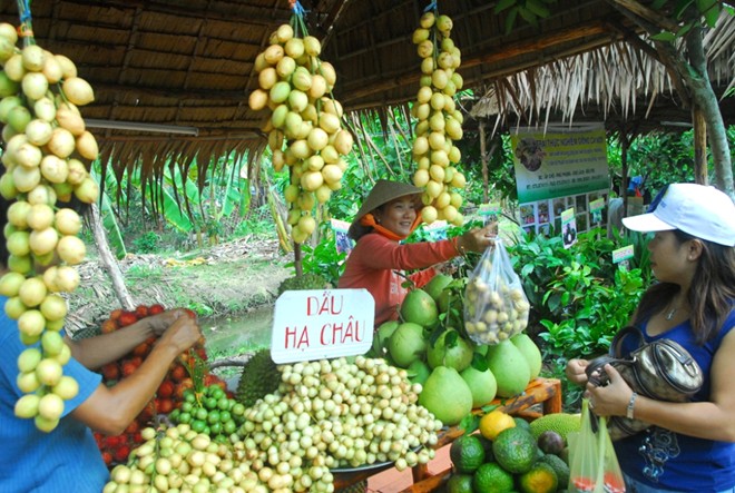 V&agrave;o thời điểm n&agrave;y, d&acirc;u được b&agrave;y b&aacute;n dọc theo c&aacute;c con đường ở Cần Thơ cũng như c&aacute;c tỉnh l&acirc;n cận, đ&acirc;y cũng l&agrave; loại tr&aacute;i c&acirc;y được kh&aacute;ch mua nhiều nhất m&ugrave;a n&agrave;y.
