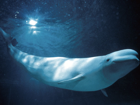 Cá voi beluga