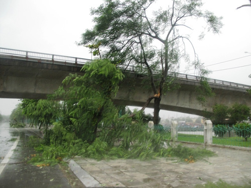 C&acirc;y xanh bị g&atilde;y đổ b&ecirc;n đường