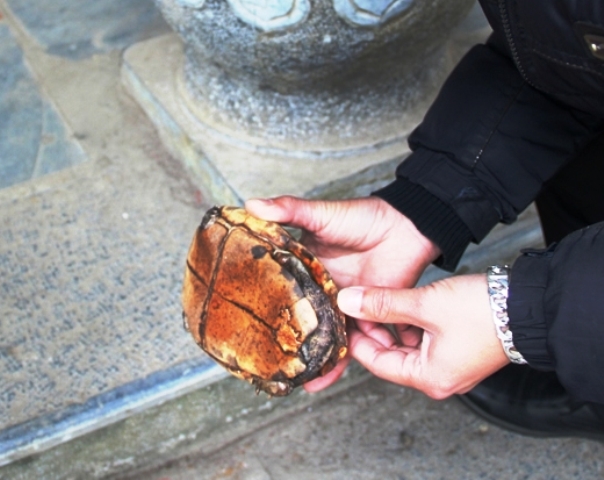 Ch&uacute; r&ugrave;a khuyết mất một chi tr&aacute;i sau.