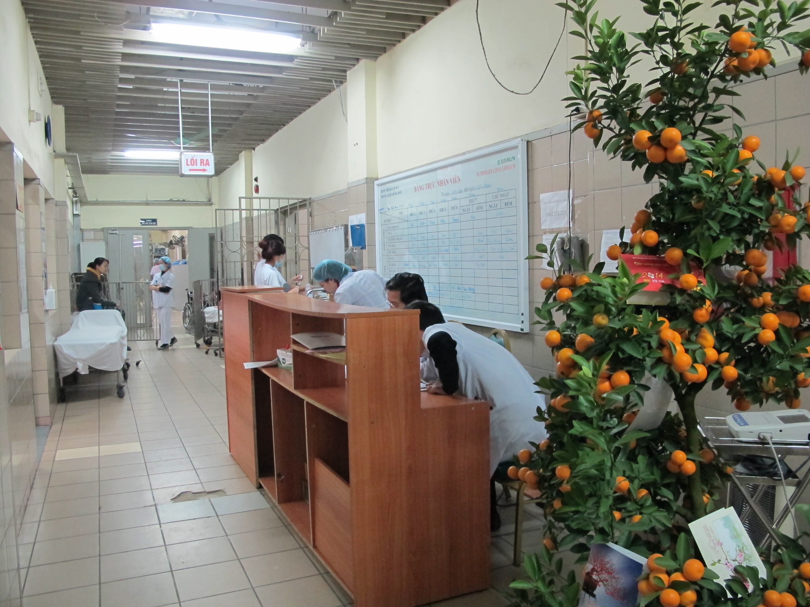 C&aacute;c BV, khoa ph&ograve;ng cũng chuẩn bị đ&agrave;o, quất để đ&oacute;n Tết với mong muốn người bệnh bớt đi nỗi nhớ nh&agrave; v&agrave; phần n&agrave;o qu&ecirc;n đi nỗi đau bệnh tật.