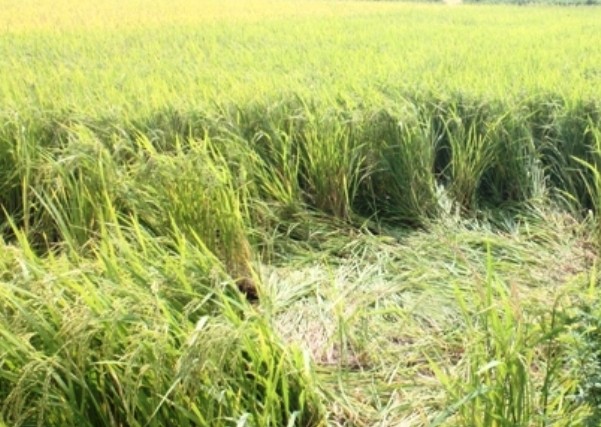 Hiện trường nơi b&agrave; Tựu bị điện giật tử vong