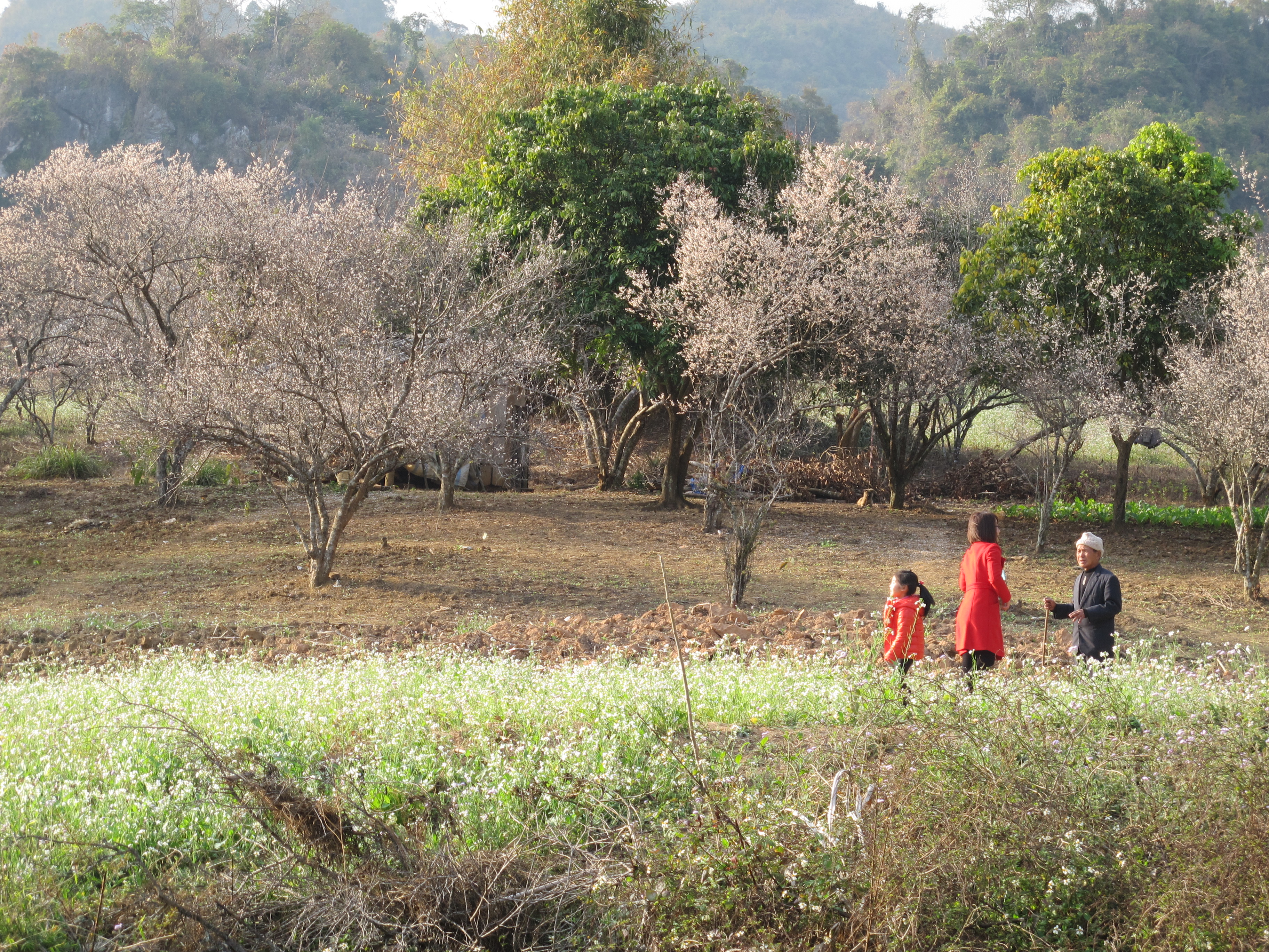T&acirc;y Bắc m&ugrave;a xu&acirc;n đẹp như tranh