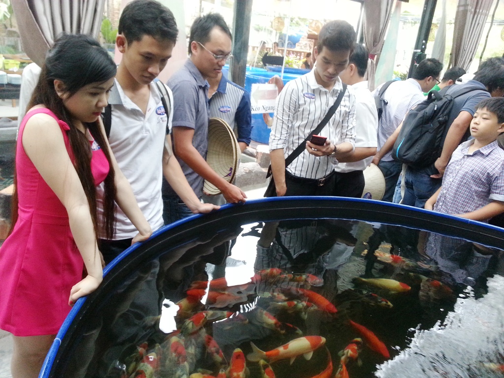 Nhiều người chơi c&aacute; kiểng đến CLB Ruby Koi Farm ở đường Ph&ugrave;ng Khắc Khoan, quận 1 &ndash; TP HCM, nghe kinh nghiệm nu&ocirc;i c&aacute; Koi.