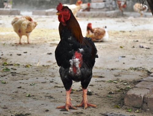Săn “gà sách đỏ” đón Tết