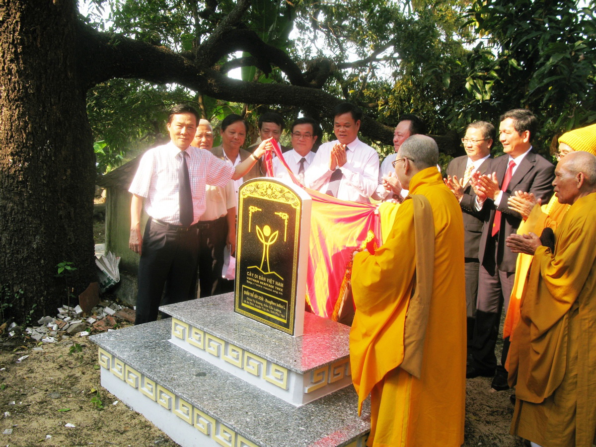 L&atilde;nh đạo tỉnh v&agrave; Ban trị sự gi&aacute;o hội Phật gi&aacute;o tỉnh Ph&uacute; Y&ecirc;n dựng bia c&ocirc;ng nhận Cụm c&acirc;y di sản xo&agrave;i Đ&aacute; Trắng