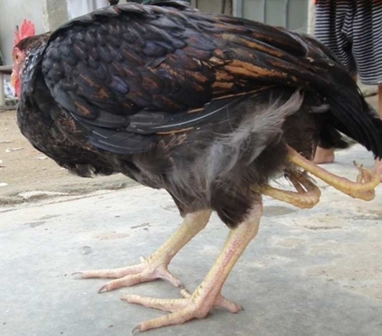 Đổ xô đi xem gà 4 chân, thân giống gà mái lại có mào