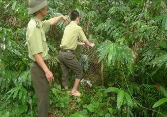 Thả 4 con khỉ mặt đỏ về môi trường tự nhiên