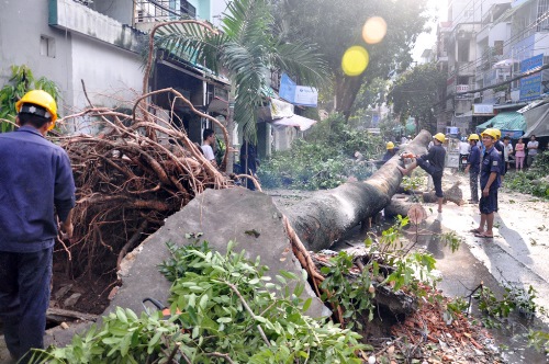 C&acirc;y xanh bật gốc tr&ecirc;n đường H&ograve;a Hưng trong cơn mưa chiều nay khiến nhiều người đi đường th&aacute;o chạy