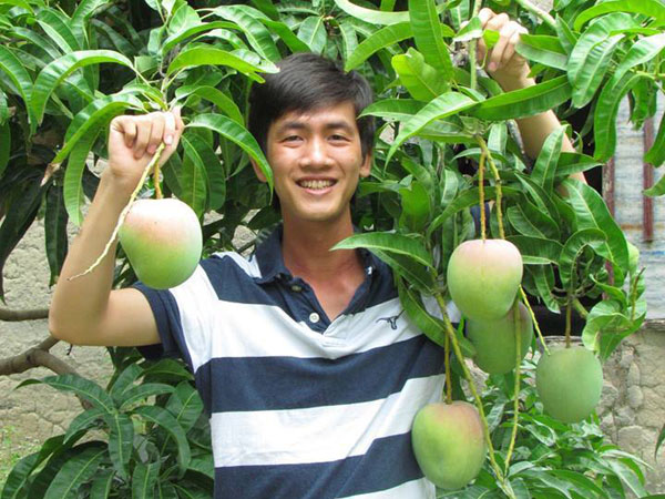 Nh&agrave; vườn trồng xo&agrave;i &Uacute;c c&oacute; thể thu l&atilde;i h&agrave;ng trăm triệu đồng tr&ecirc;n mỗi hecta