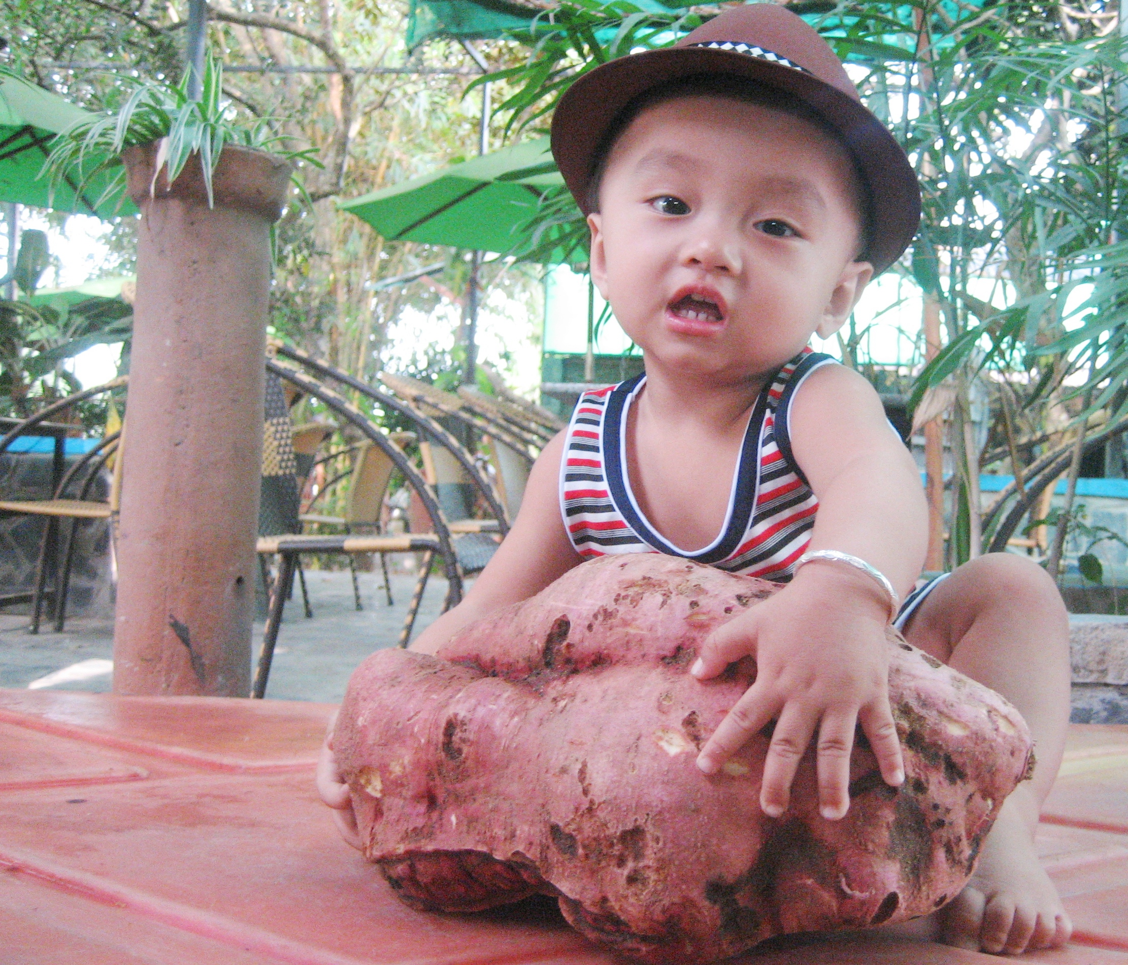 Gà bới, được củ khoai lang nặng 4,3 kg