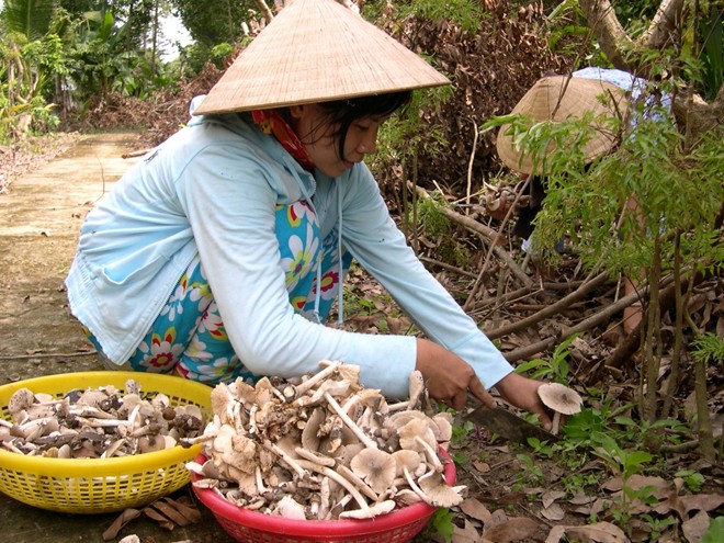 Hơn nửa triệu đồng 1kg nấm mối đầu mùa ở miền Tây