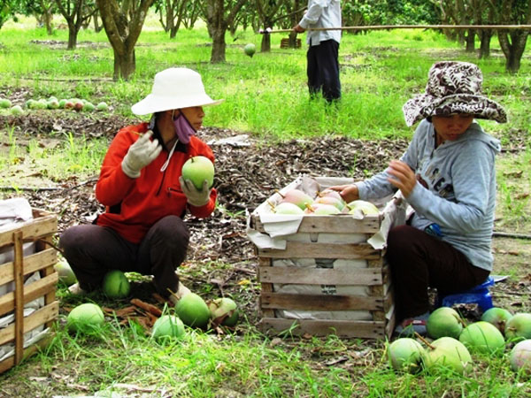 Kh&aacute;nh H&ograve;a c&oacute; diện t&iacute;ch xo&agrave;i &Uacute;c nhiều nhất cả nước, với tr&ecirc;n 800ha