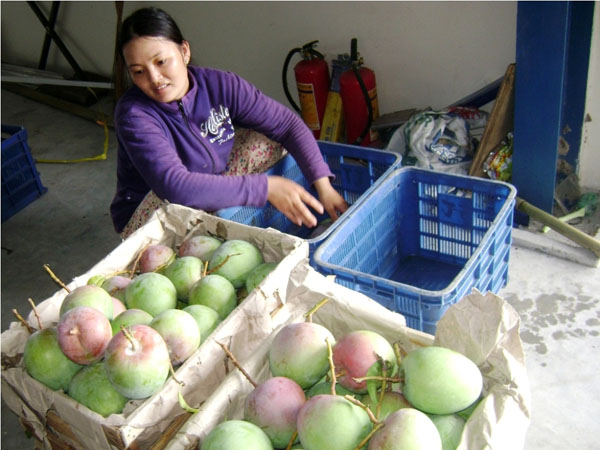 Thương l&aacute;i thu mua xo&agrave;i &Uacute;c đem b&aacute;n ở c&aacute;c tỉnh ph&iacute;a Bắc.