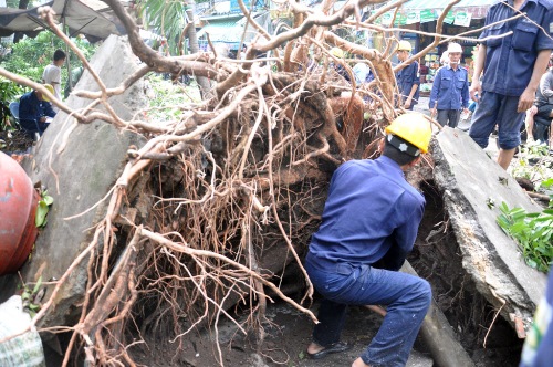 C&acirc;y bật gốc lộ nhiều rễ nhỏ nằm ngang