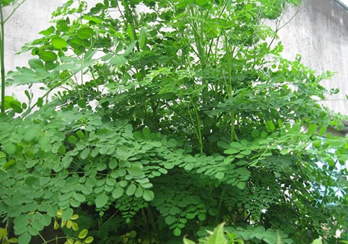 Chùm ngây: Cây thuốc quý