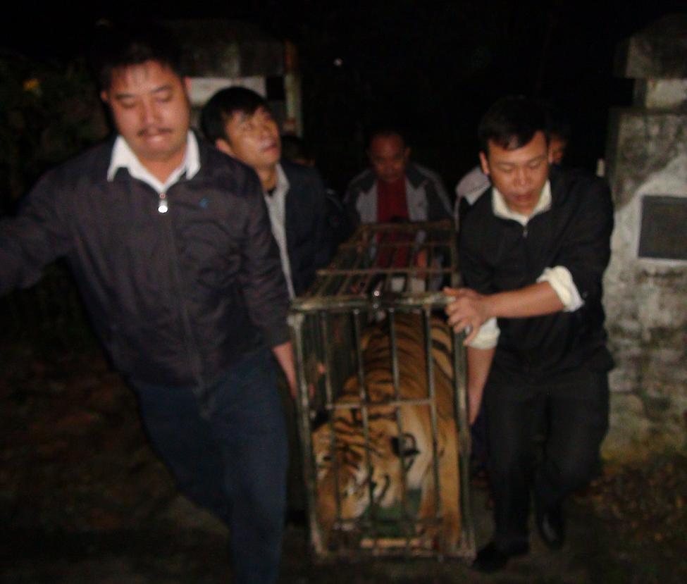 B&agrave;n giao 2 c&aacute; thể hổ cho Trung t&acirc;m cứu hộ ĐVHD S&oacute;c Sơn.
