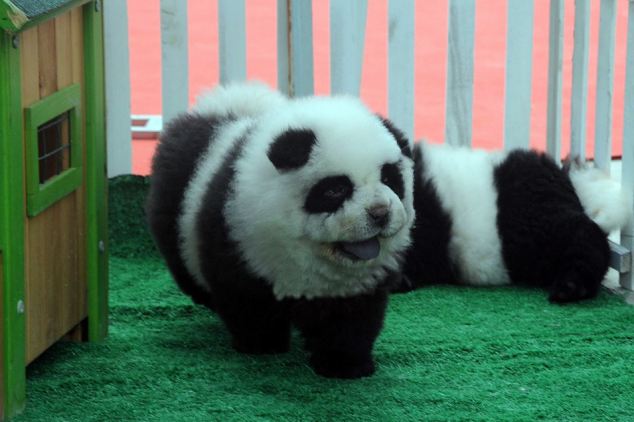 Chó "gấu trúc" gây sốt ở Trung Quốc